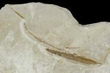 Three Fossil Leaves - Green River Formation, Utah #117967-3